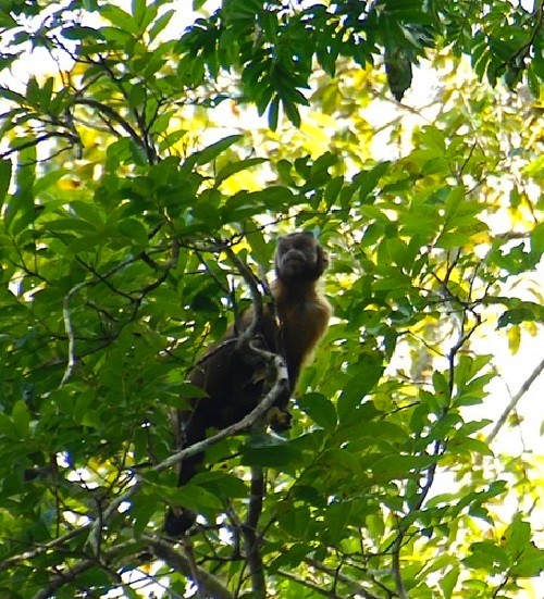 AMAZON LODGE,AMAZON ECO LODGE,HOTEL DE SELVA