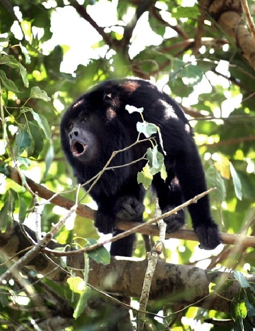 AMAZON LODGE,AMAZON ECO LODGE,HOTEL DE SELVA