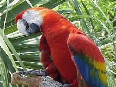 AMAZON LODGE,AMAZON ECO LODGE,HOTEL DE SELVA