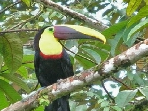 AMAZON LODGE,AMAZON ECO LODGE,HOTEL DE SELVA